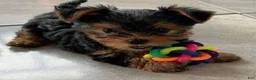 Yorkshire Terrier dogs for sale: Yorkshire Terrier 3 - Ad 2