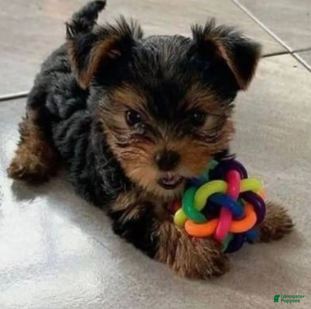 Yorkshire Terrier dogs for sale: Yorkshire Terrier 3 - Ad 2
