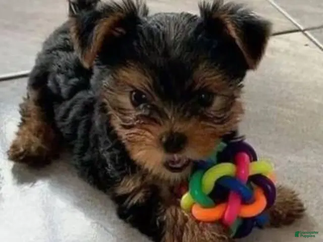 Yorkshire Terrier dogs Yorkshire Terrier 3 - Ad 2