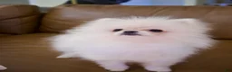Pomeranian dogs for sale: Teddy, JR - Ad 4