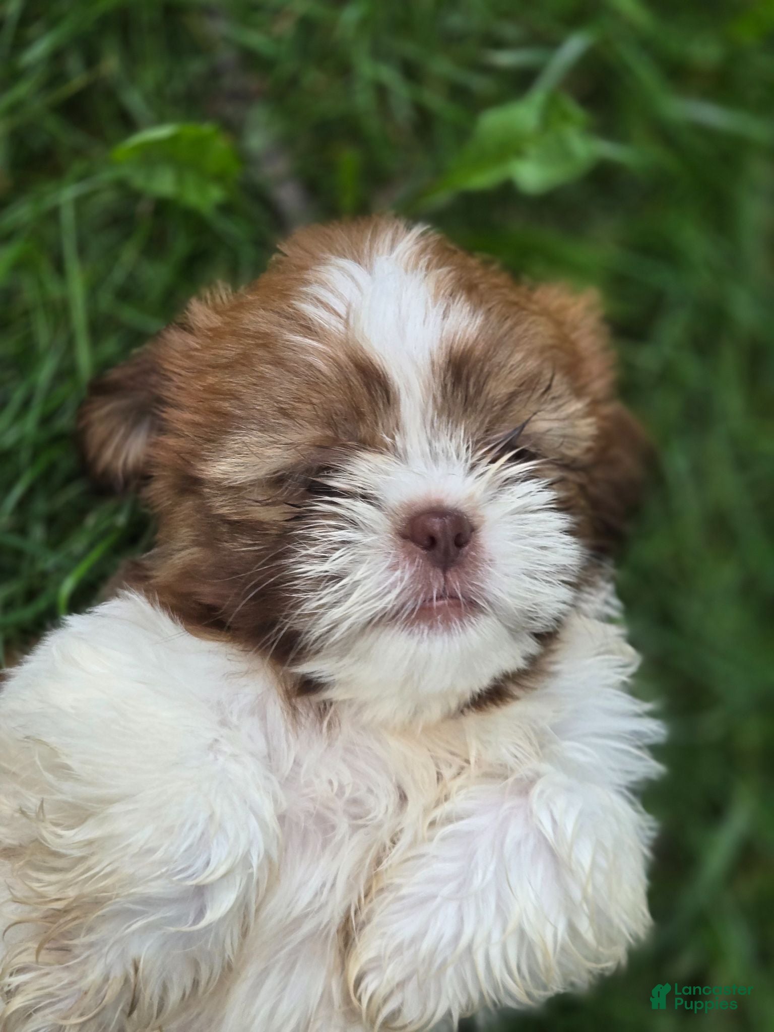 Shih Tzu dogs Shih Tzu 3 - Ad 33