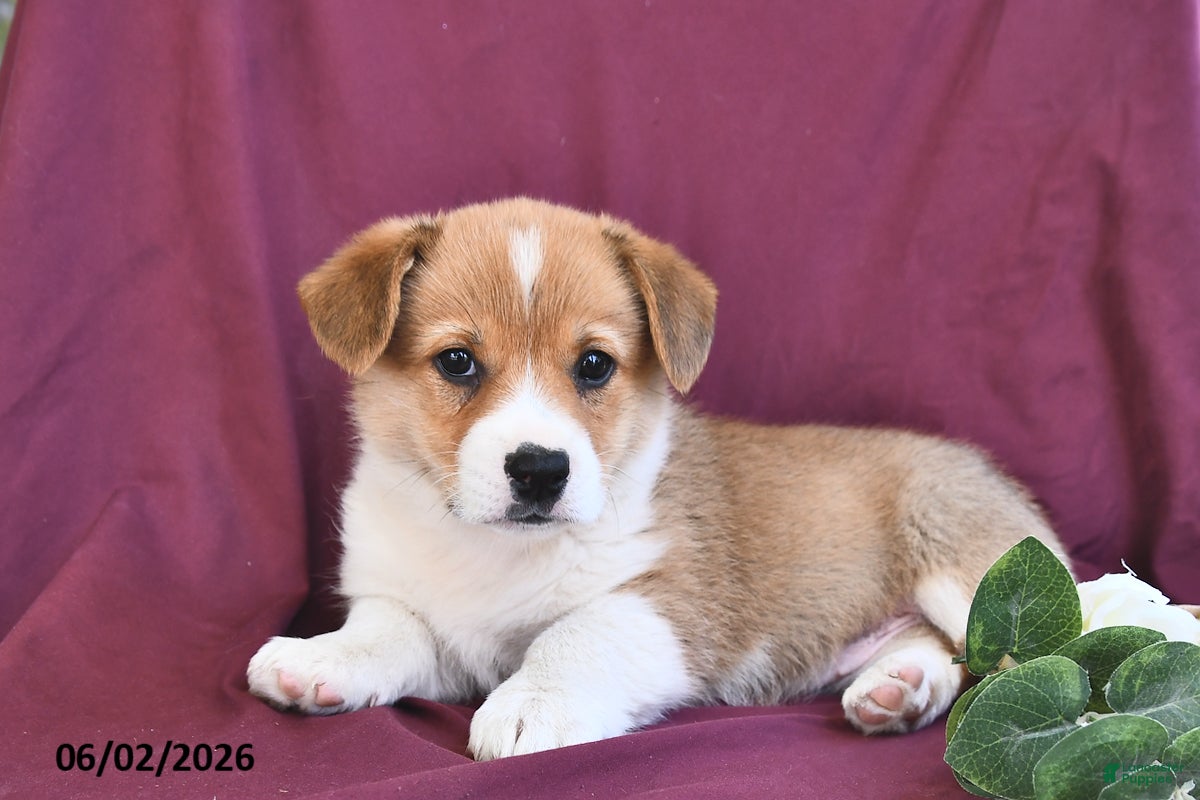 Welsh Corgi Pembroke dogs Kylie - Ad 2