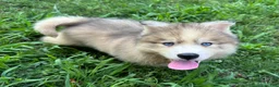 Siberian Husky dogs for sale: ROBBIE - Ad 17