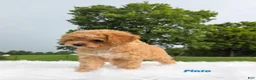 Cavapoo dogs for sale: Pinto - Ad 3