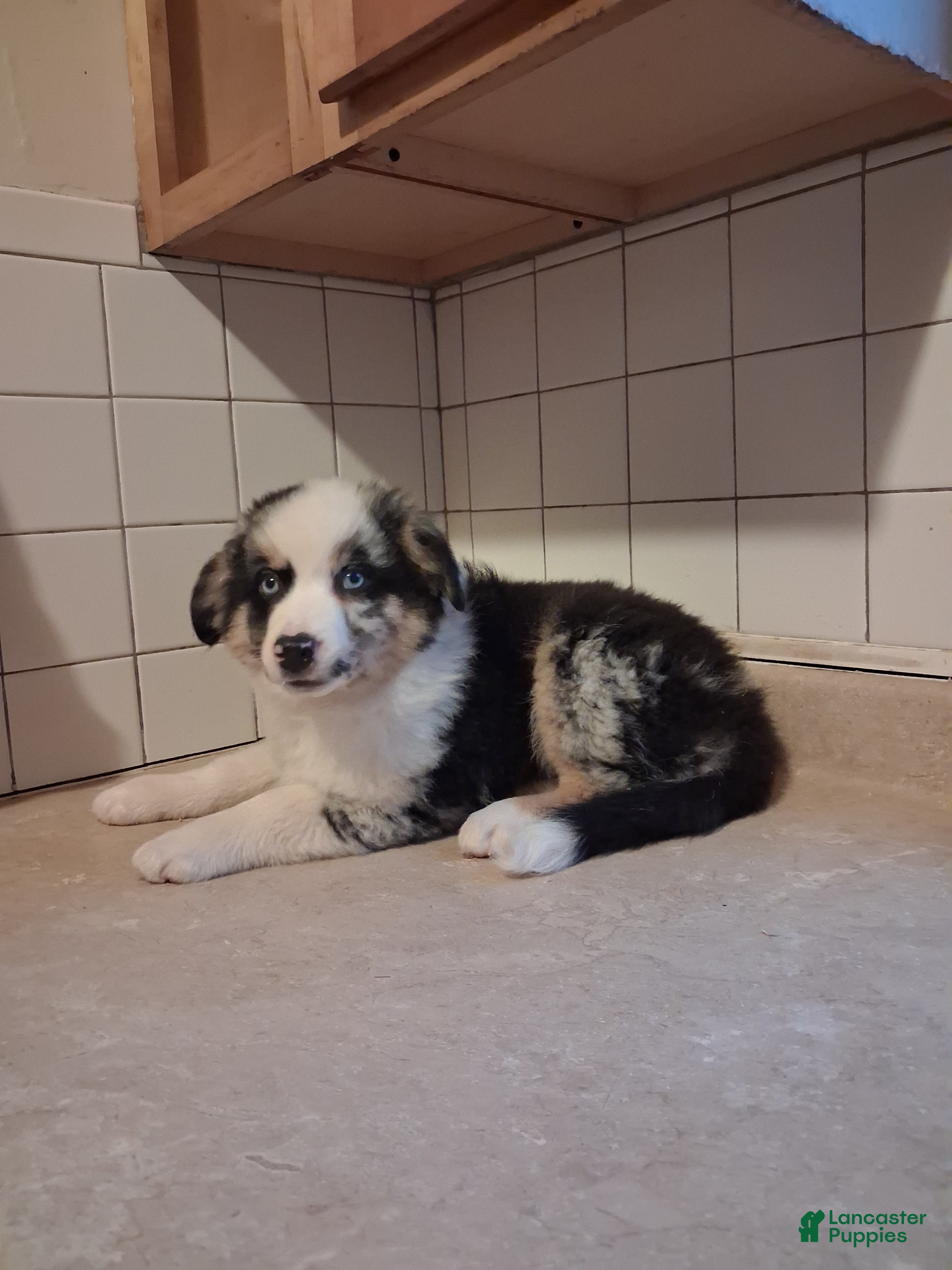 Miniature Australian Shepherd dogs Jake - Ad 2