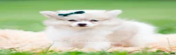 Pomeranian dogs for sale: Lucas - Ad 7