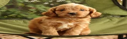 Cavapoo dogs for sale: Seth - Ad 7