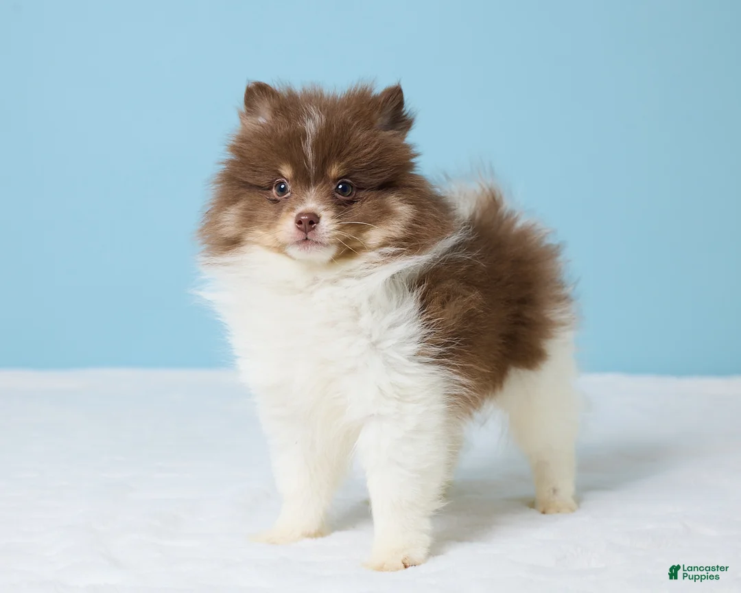 Pomeranian dogs for sale: Jerry - Ad 5