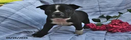 Boston Terrier dogs for sale: Thomas Black and White - Ad 3