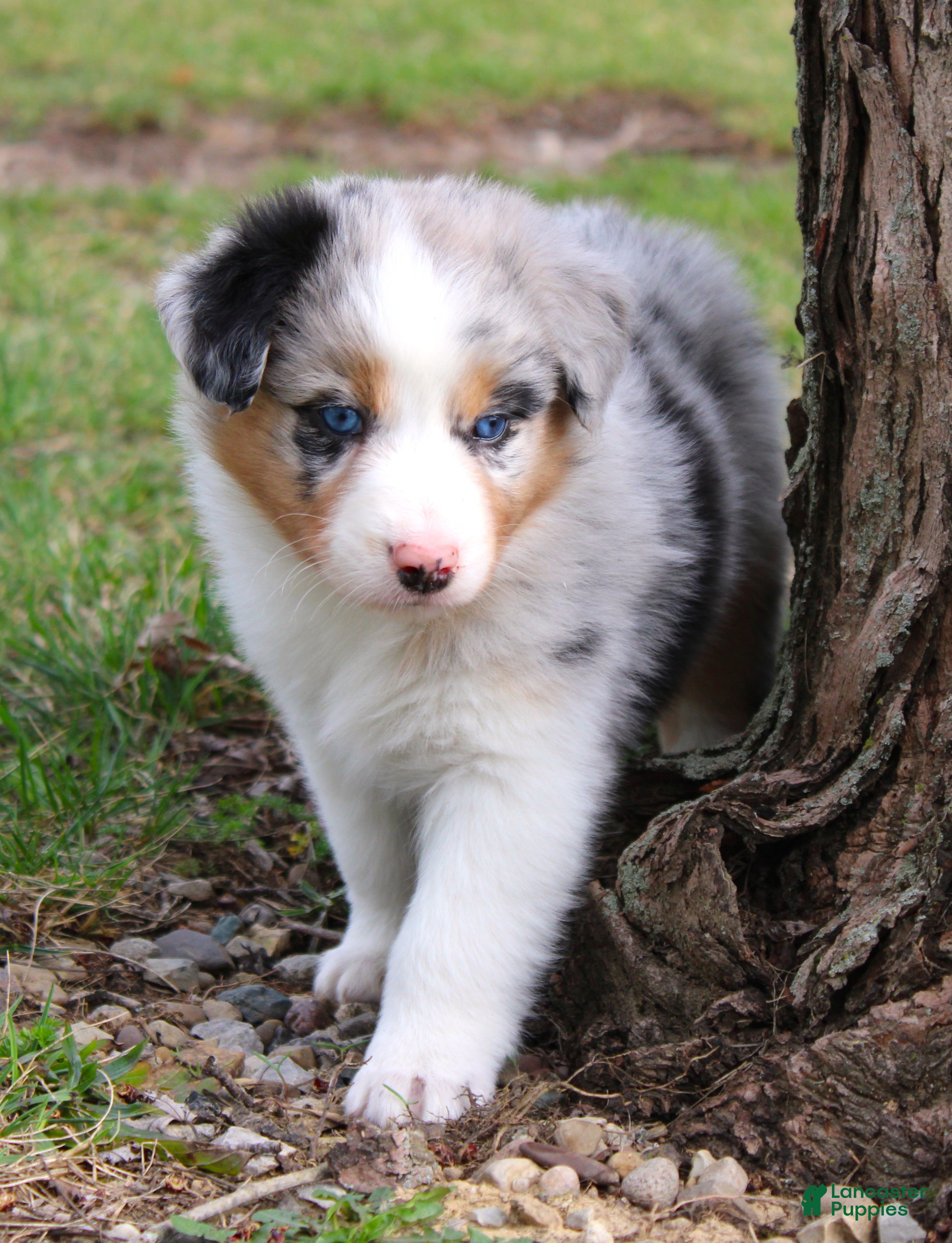 Australian Shepherd dogs Story - Ad 1