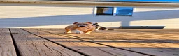 American Bully dogs for sale: 9x Kennels Björn Ironside Aka Cubb  - Ad 9