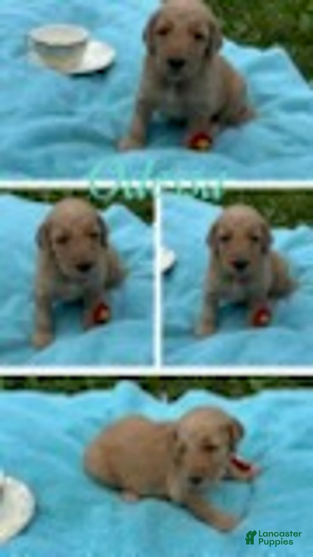 Goldendoodle dogs for sale: Odessa - Ad 4