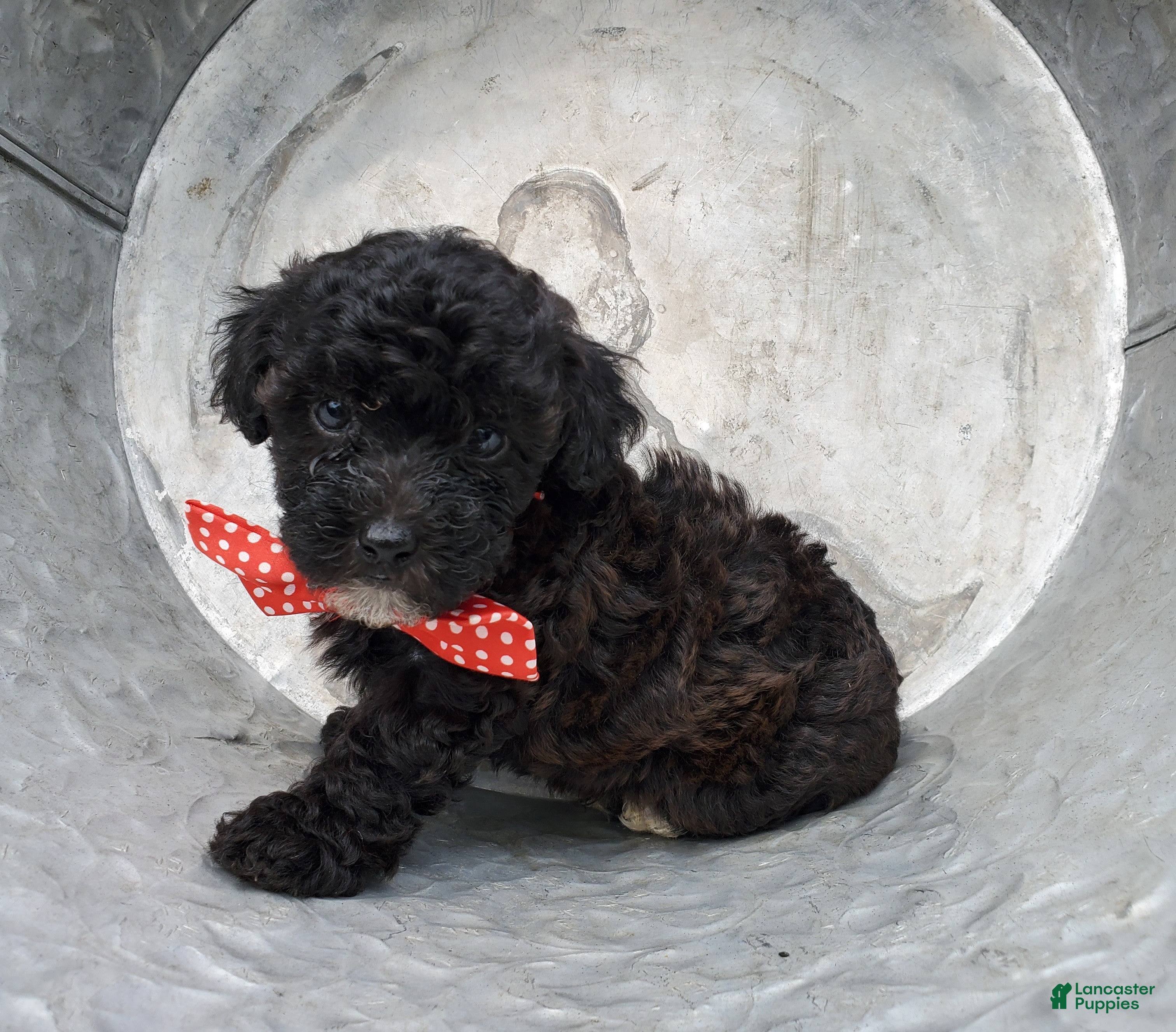 Toy Poodle dogs Billy - Ad 2