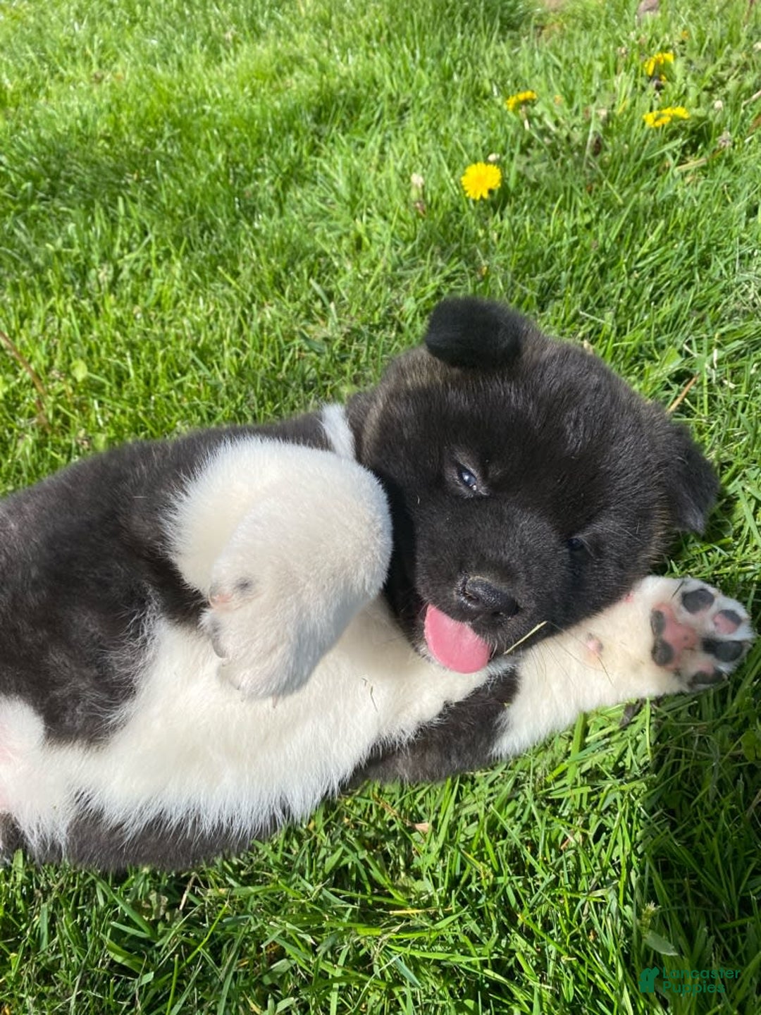 Gallery Image {{count}}