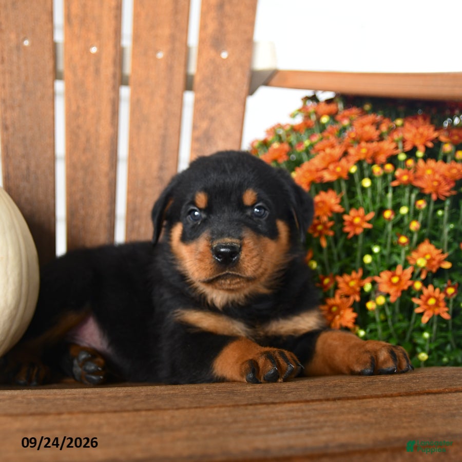 Rottweiler dogs Preston - Ad 2