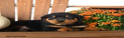Rottweiler dogs for sale: Preston - Ad 2