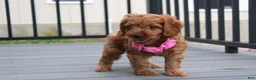Cockapoo dogs for sale: Lyra - Ad 3