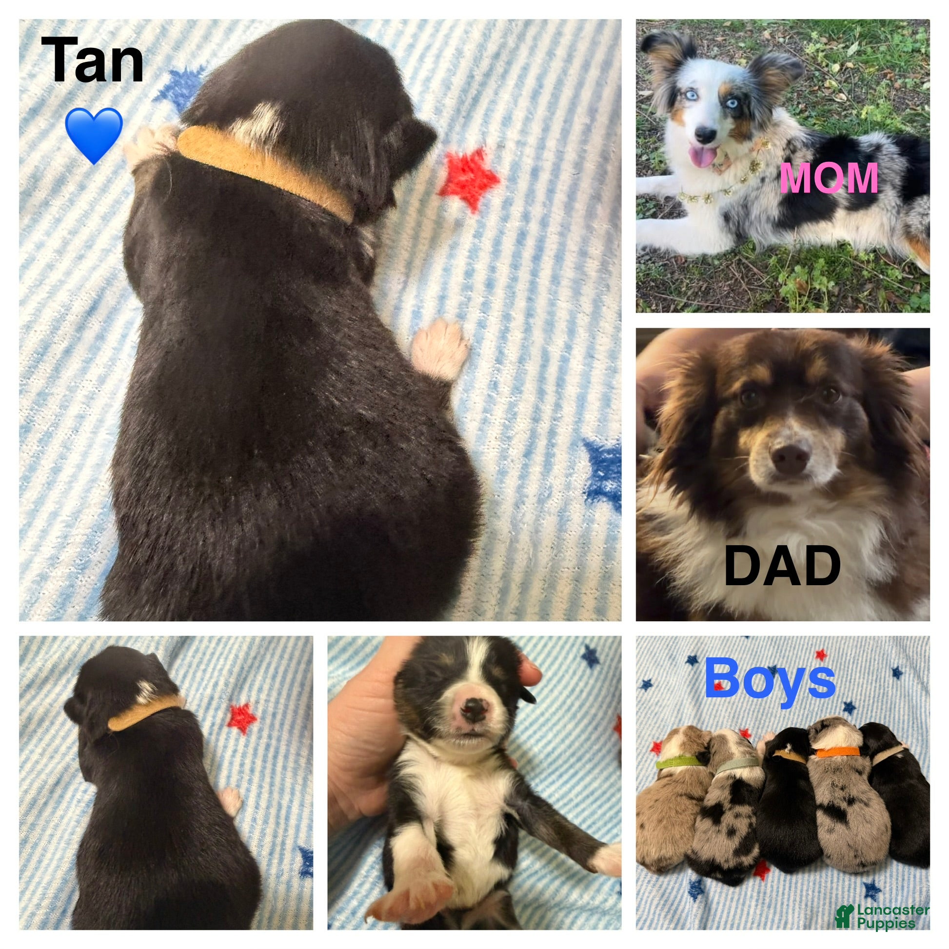 Miniature Australian Shepherd dogs Tan - Ad 9