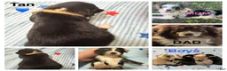 Miniature Australian Shepherd dogs for sale: Tan - Ad 1