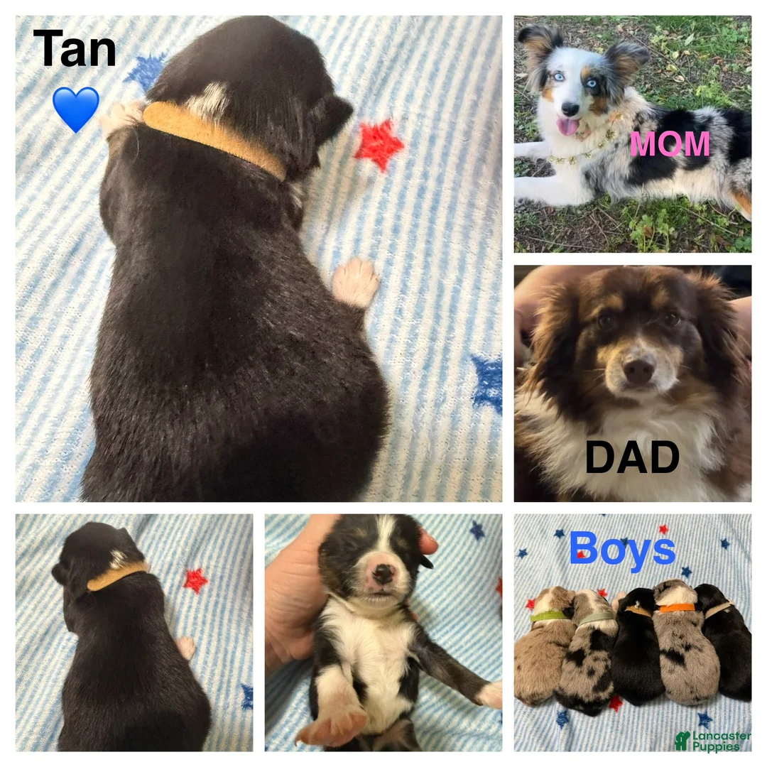 Miniature Australian Shepherd dogs for sale: Tan - Ad 1