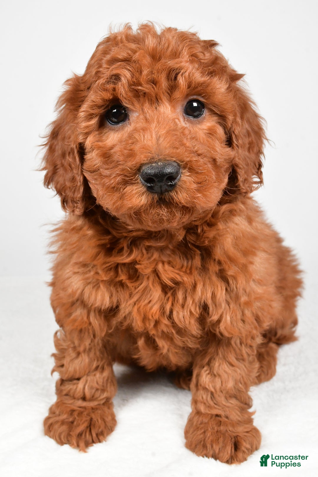 Miniature Poodle dogs for sale: Jasper - Ad 6