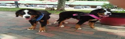 Bernese Mountain Dog dogs for sale: Bernese Mountain Dog 2 - Ad 29