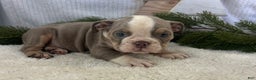 English Bulldog dogs for sale: Gemma - Ad 3