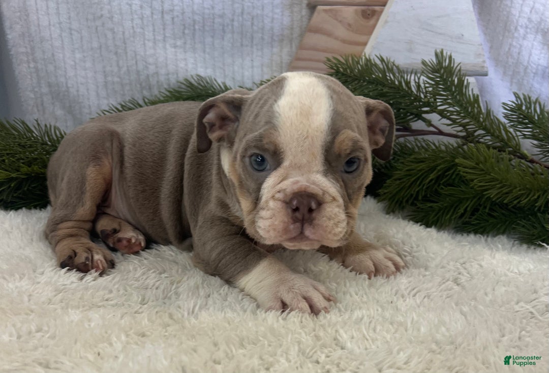 English Bulldog dogs for sale: Gemma - Ad 3