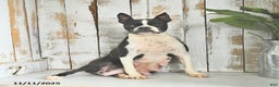 Boston Terrier dogs for sale: Willow - Ad 6