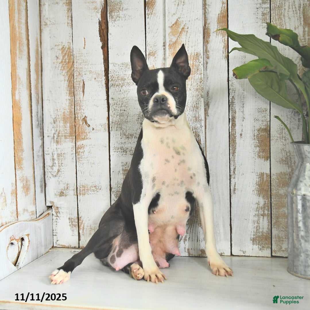 Boston Terrier dogs for sale: Willow - Ad 6