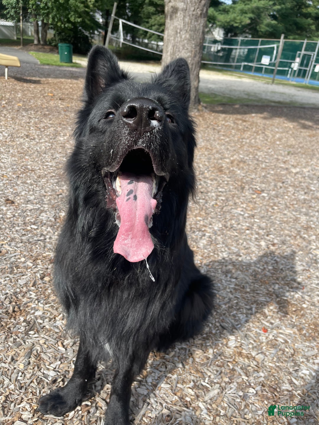 German Shepherd dogs for stud: German Shepherd 1 puppies - Ad 2