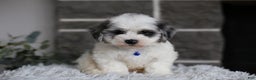 Maltipoo dogs for sale: Chubbs - Ad 14