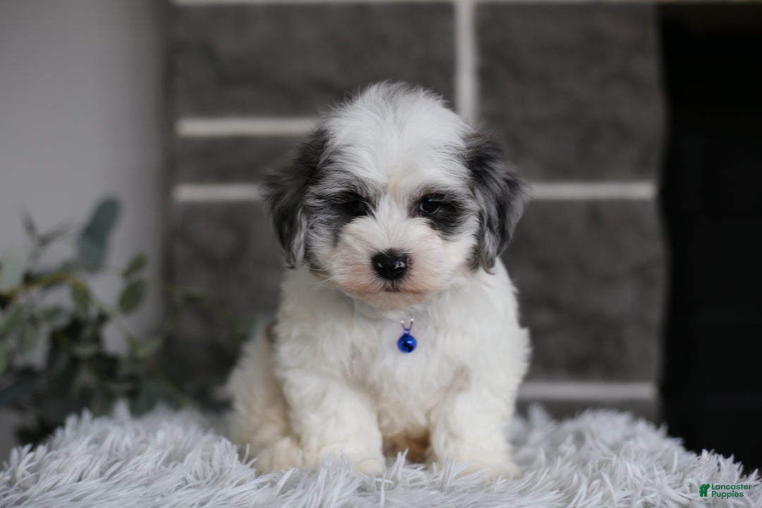 Maltipoo dogs for sale: Chubbs - Ad 14