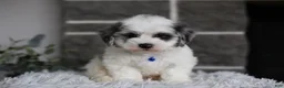 Maltipoo dogs for sale: Chubbs - Ad 11