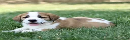 Saint Bernard dogs for sale: Marble  - Ad 3