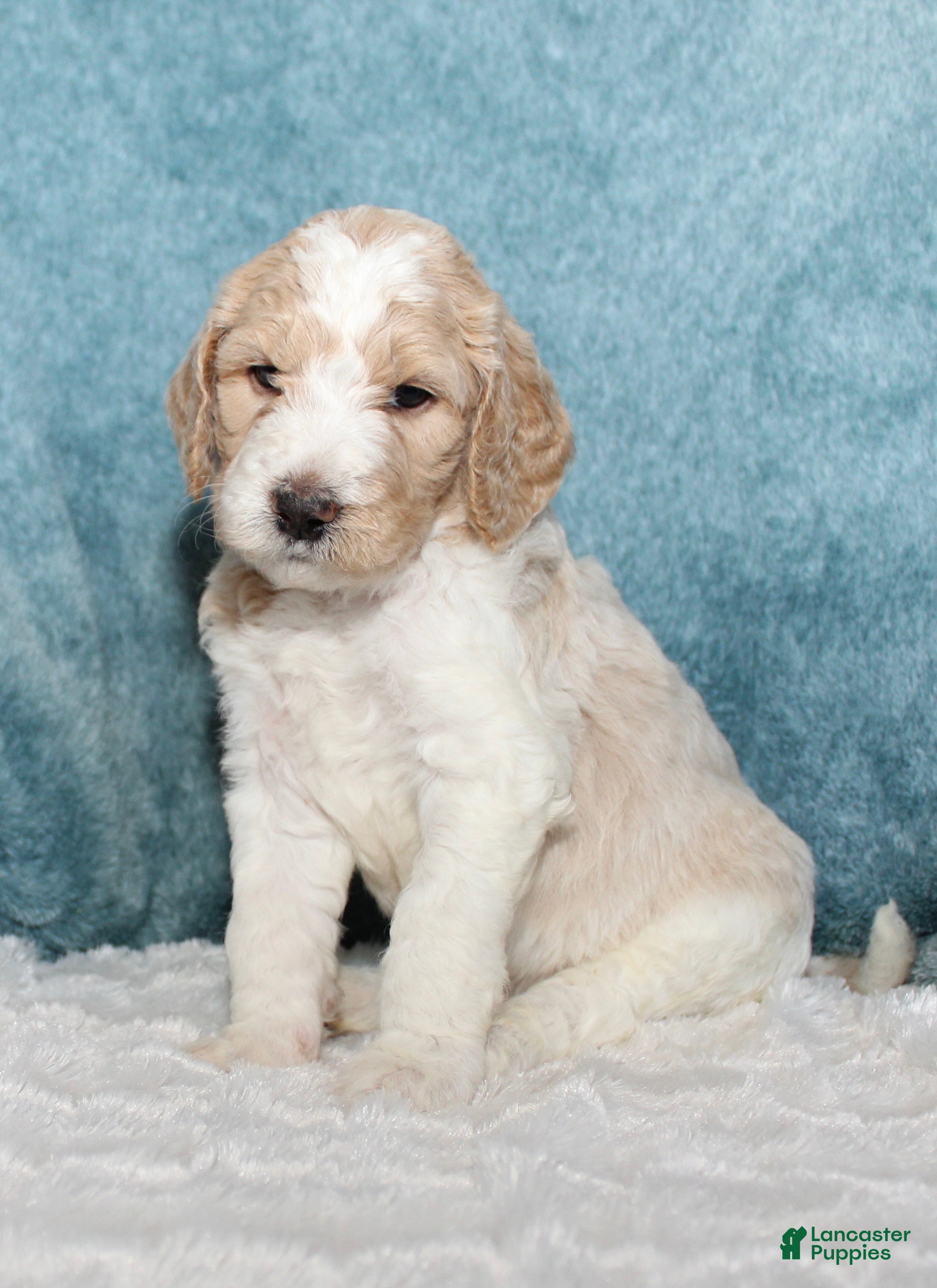 Goldendoodle dogs Finn  - Ad 15