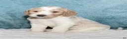 Goldendoodle dogs for sale: Finn  - Ad 1