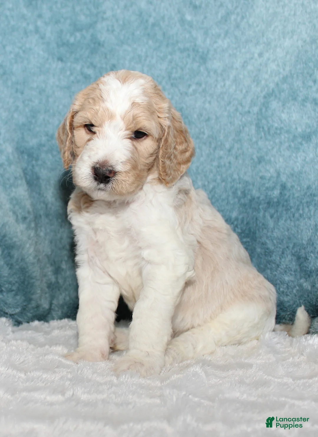 Goldendoodle dogs for sale: Finn  - Ad 1