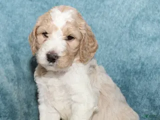 Goldendoodle dogs Finn - Ad 27