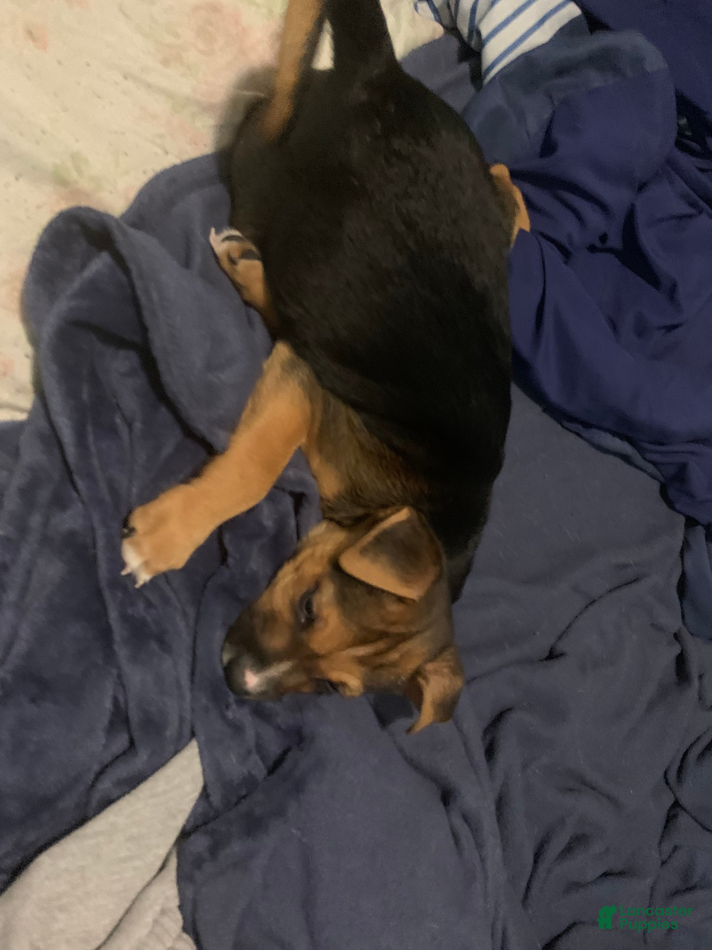Mixed Breed dogs Blue - Ad 17