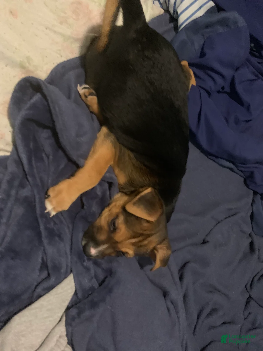 Mixed Breed dogs for sale: Blue - Ad 1