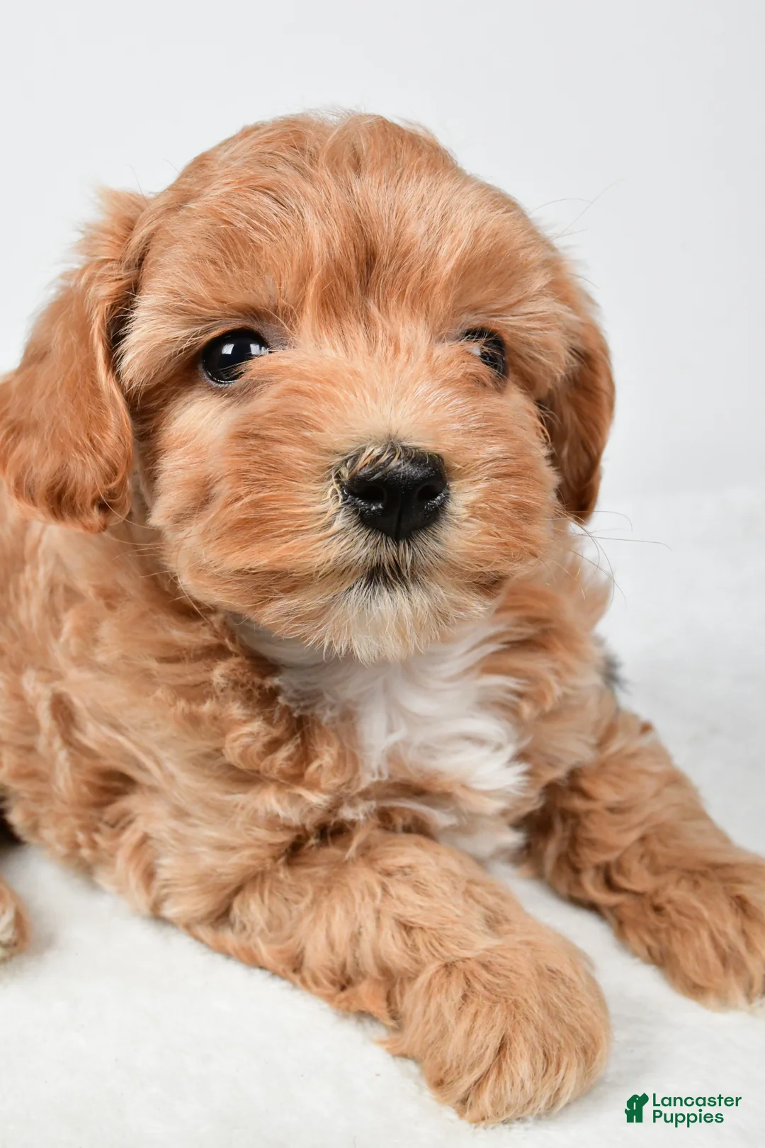 Maltipoo dogs for sale: Polly - Ad 9