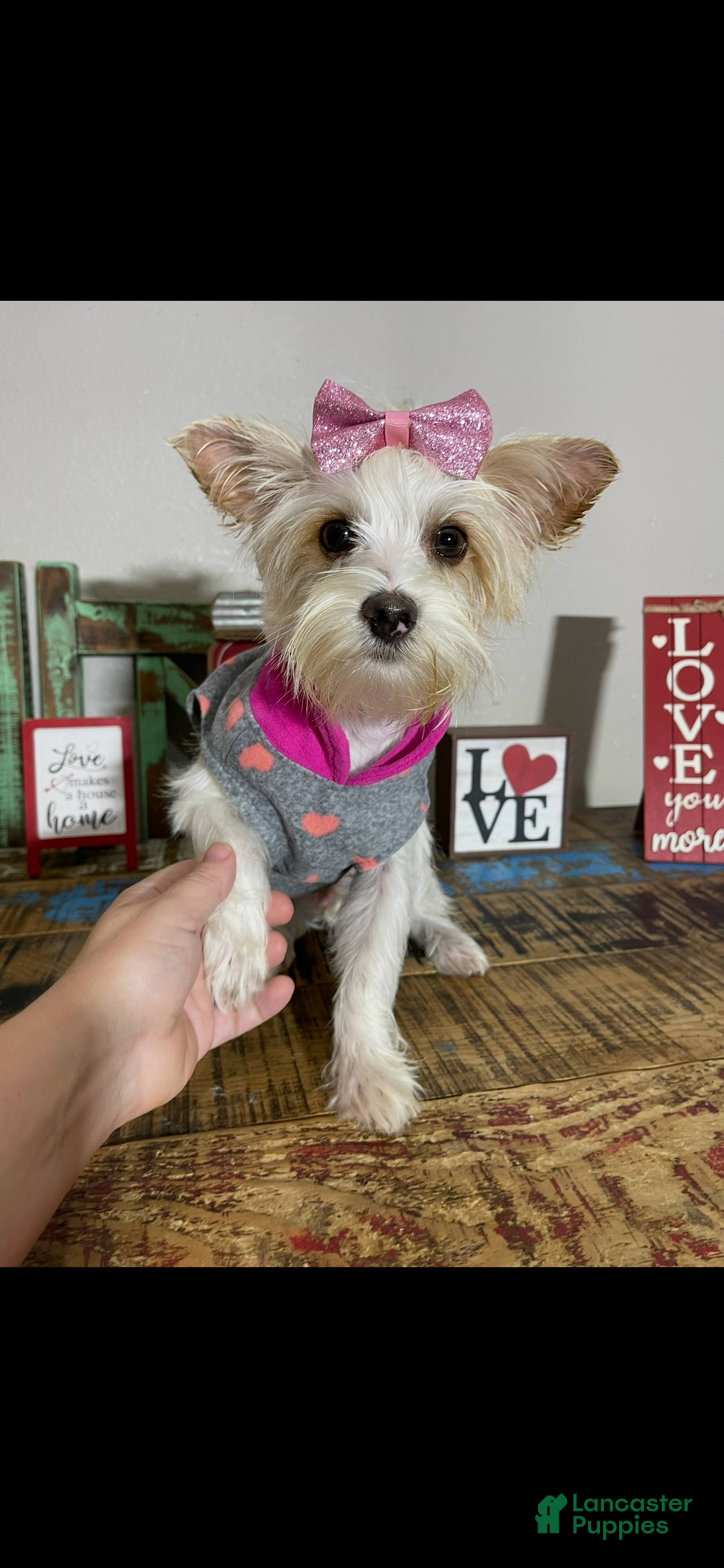 Yorkshire Terrier dogs Blonde Parti Tilly - Ad 1