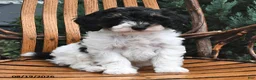 Miniature Poodle dogs for sale: Dumpling - Ad 4