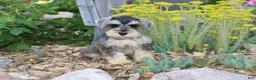 Miniature Schnauzer dogs for sale: Twister - Ad 2