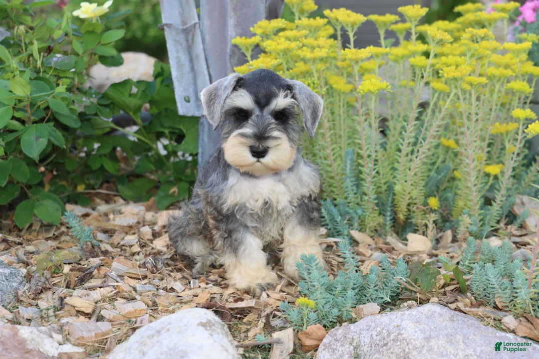 Miniature Schnauzer dogs for sale: Twister - Ad 2