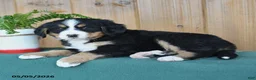 Bernese Mountain Dog dogs for sale: Pixie - Ad 3