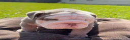 English Bulldog dogs for sale: Ghost ( Blue Eyes) - Ad 6