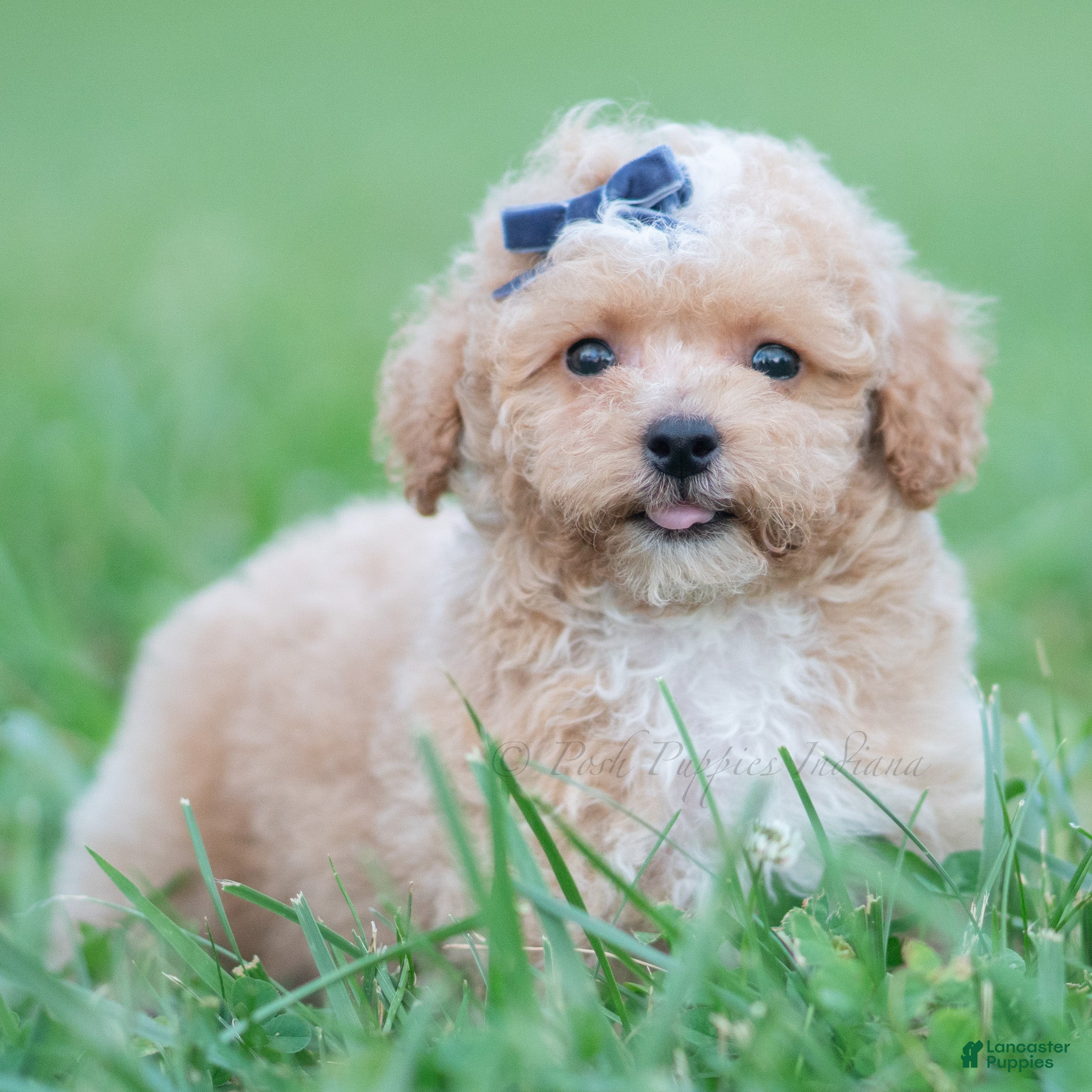 Maltipoo dogs Bronx F1B - Ad 3