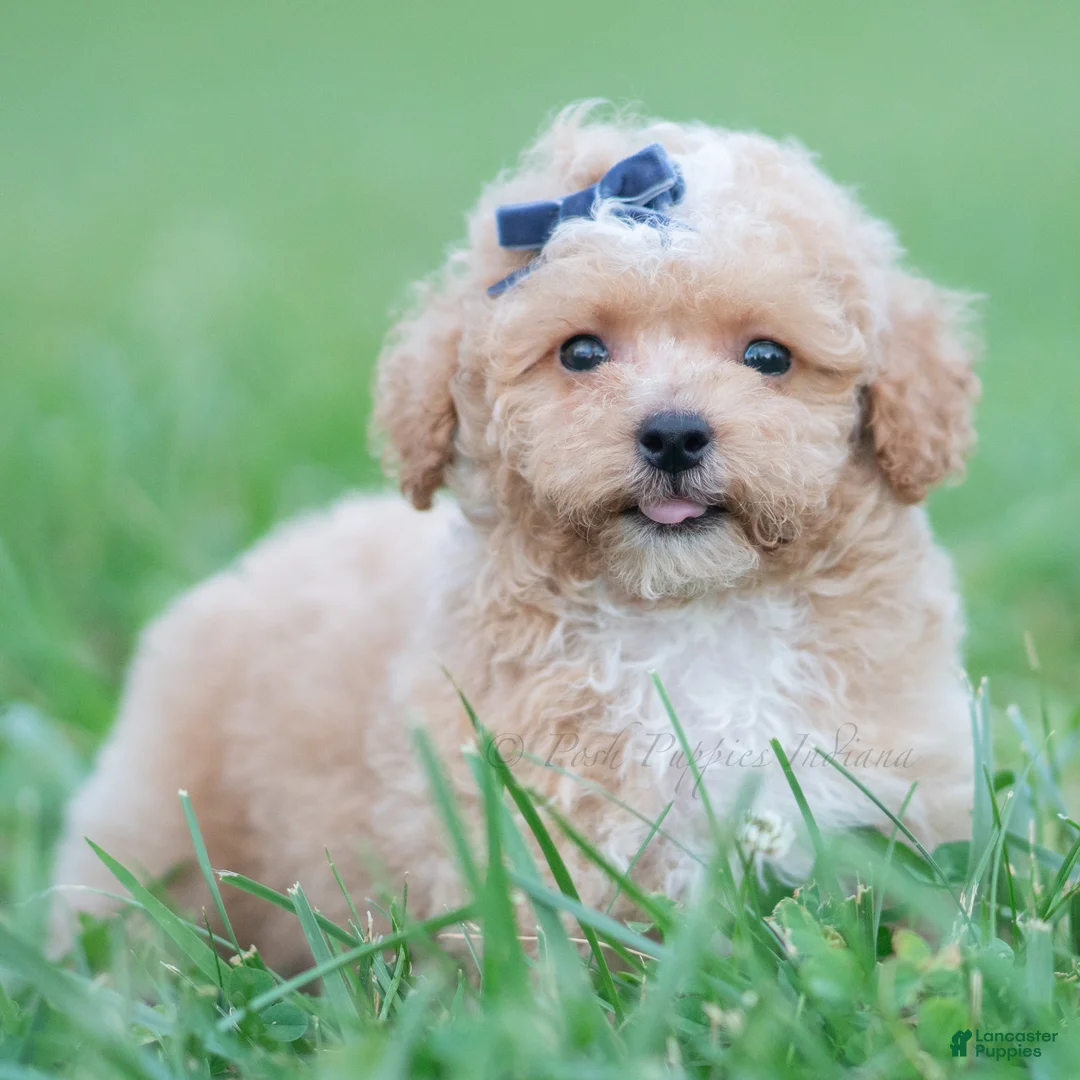 Maltipoo dogs for sale: Bronx F1B - Ad 1